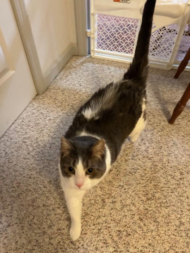 Buttermilk Pie, Adoptable, Adult Female Domestic Long Hair.