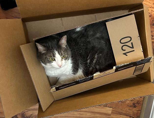 Buttermilk Pie, a Adoptable Domestic Long Hair in Louisville, KY image 2/5