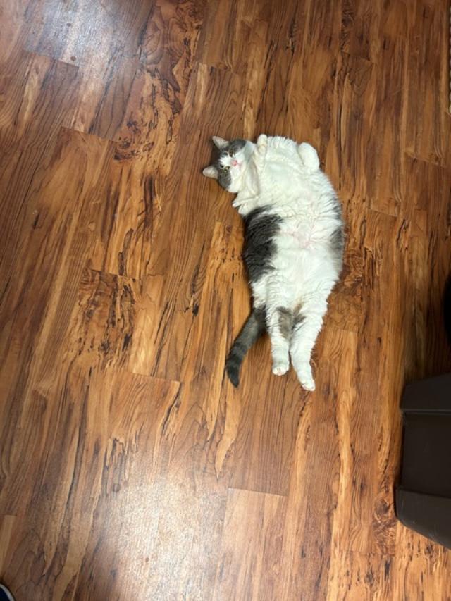 Buttermilk Pie, a Adoptable Domestic Long Hair in Louisville, KY image 3/5