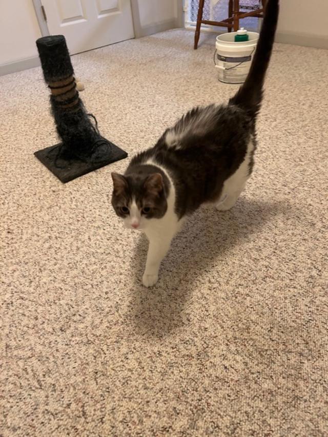 Buttermilk Pie, a Adoptable Domestic Long Hair in Louisville, KY image 4/5