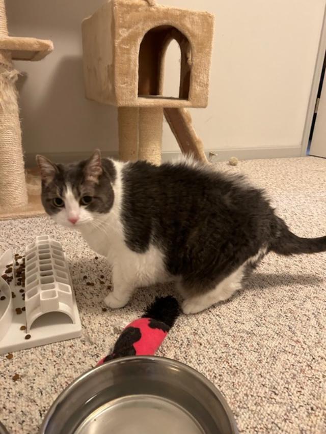 Buttermilk Pie, a Adoptable Domestic Long Hair in Louisville, KY image 5/5