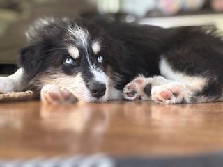 Kevin - male K puppy, an adoptable Aussiedoodle, Husky in Cincinnati, OH, 45255 | Photo Image 1