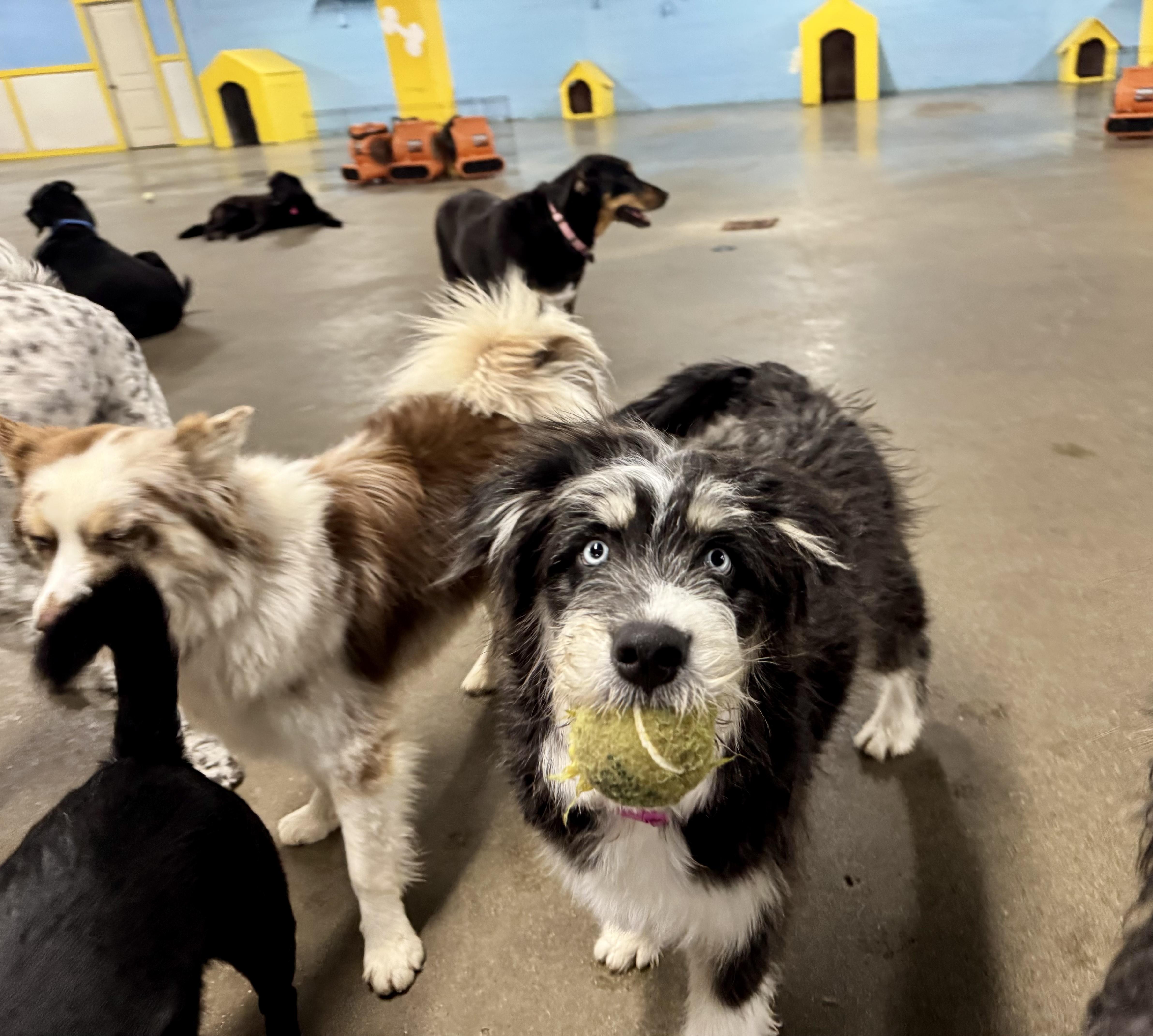 Kevin, a Adoptable mixed breed in Cincinnati, OH image 2/6