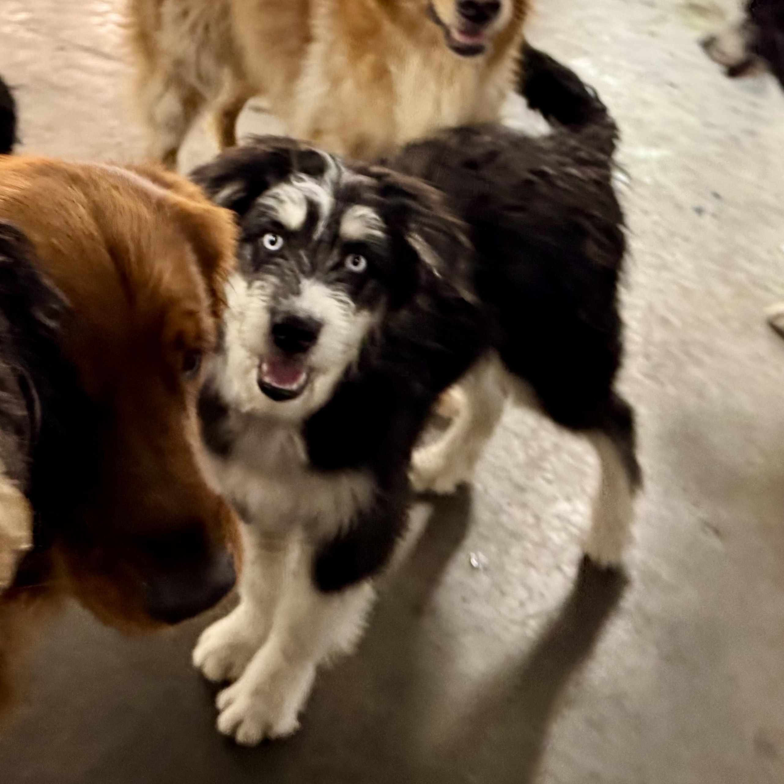 Kevin, an adoptable Aussiedoodle, Husky in Cincinnati, OH, 45255 | Photo Image 3