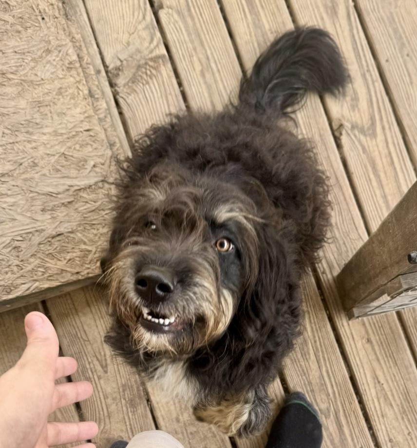 Kevin - male K puppy 4