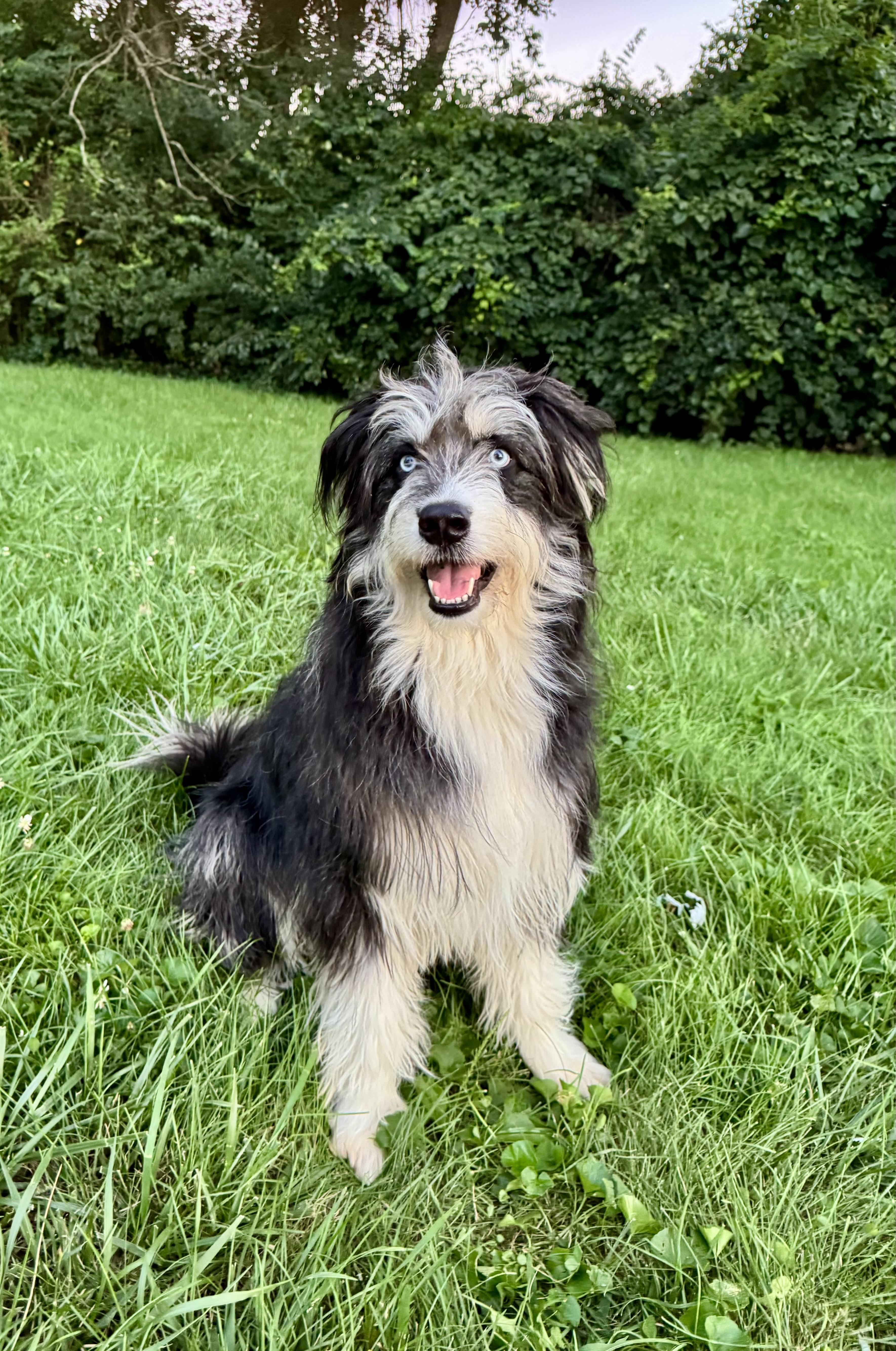 Kevin, an adoptable mixed breed in Cincinnati, OH image 1/6