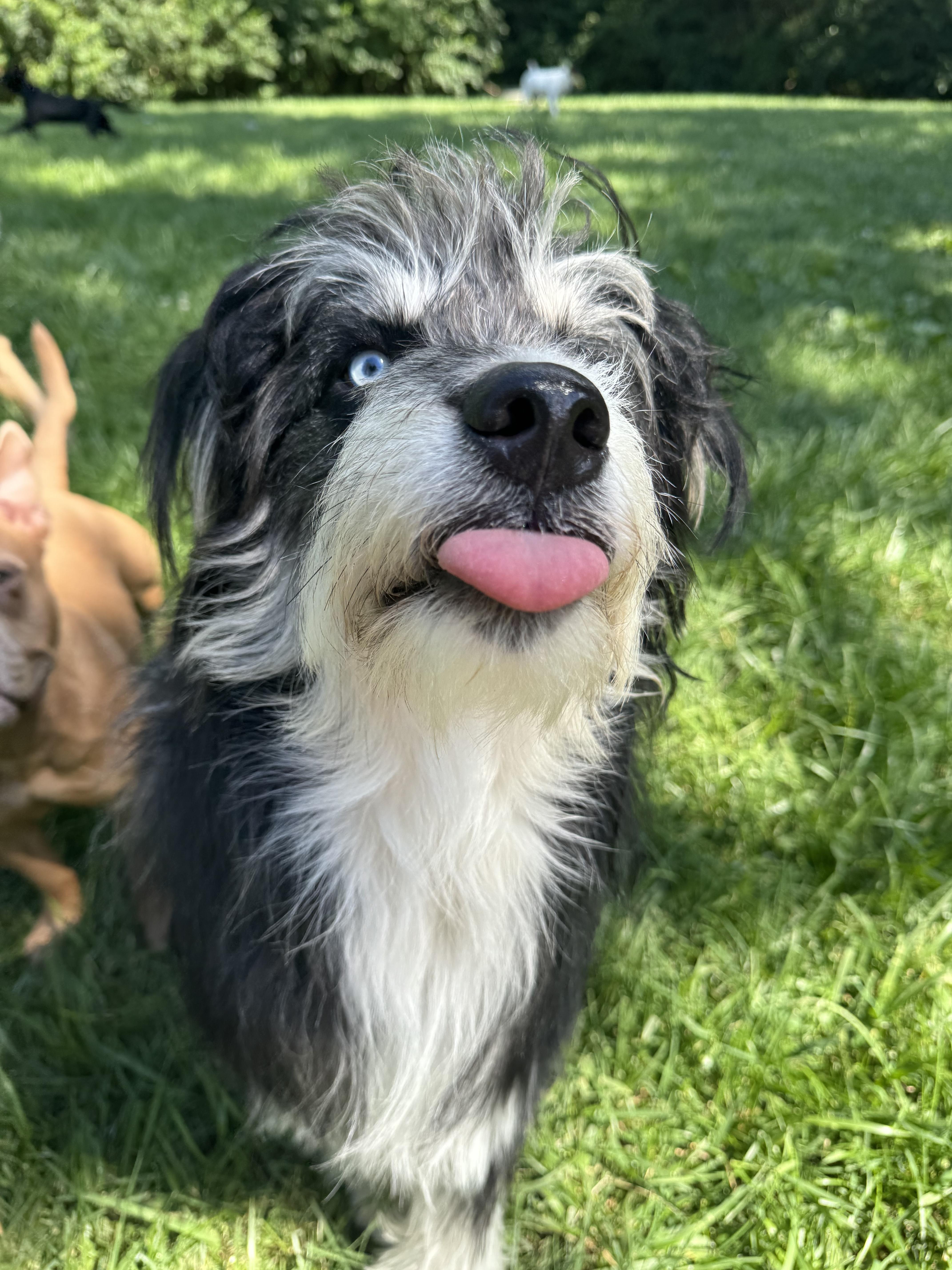 Kevin - ADOPTION PENDING, adoptable, Young Male Aussiedoodle & Husky.