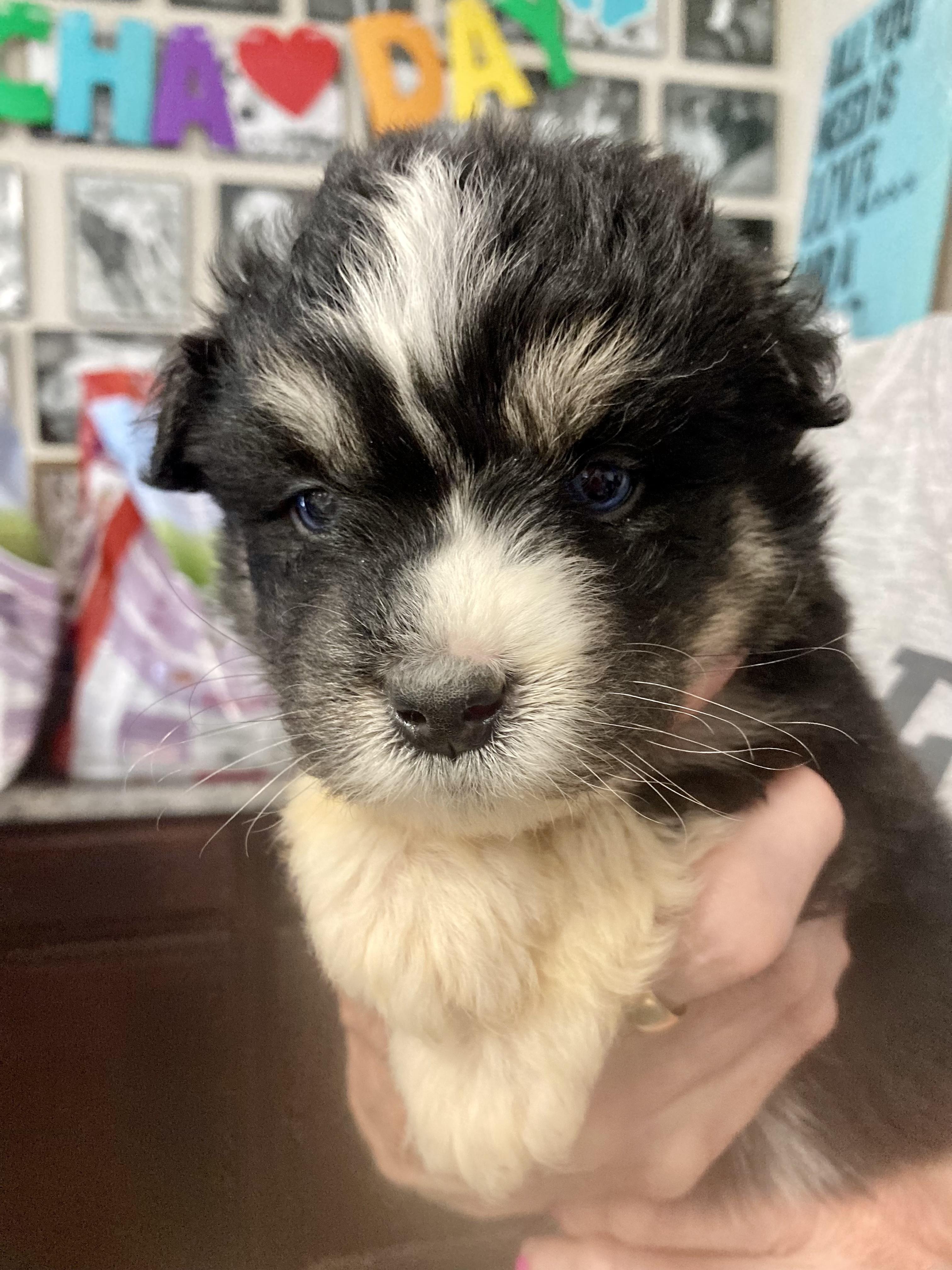 Kevin - male K puppy, an adoptable Aussiedoodle, Husky in Cincinnati, OH, 45255 | Photo Image 4