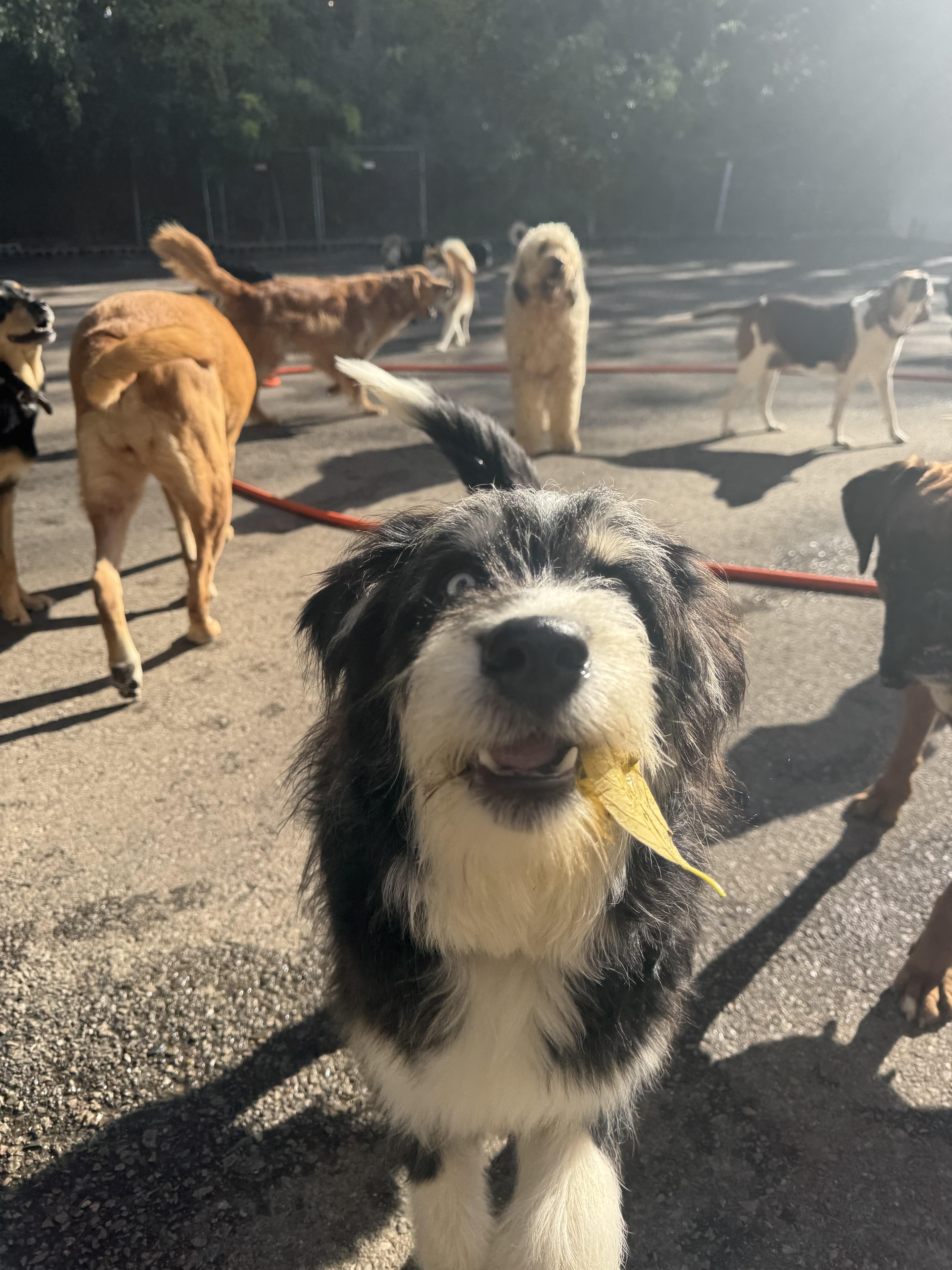 Kevin, Adoptable, Puppy Male Aussiedoodle & Husky.