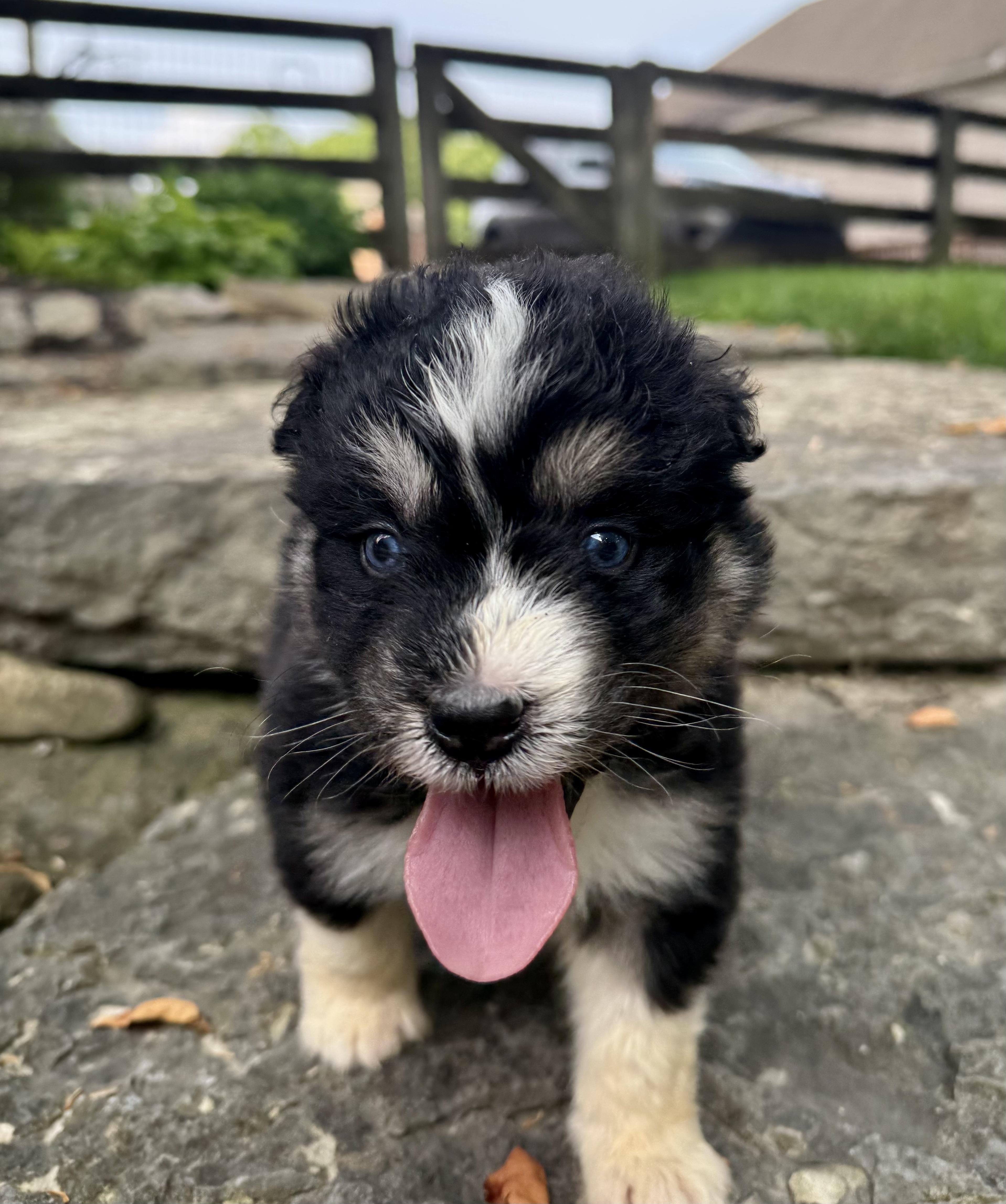 Kevin - male K puppy