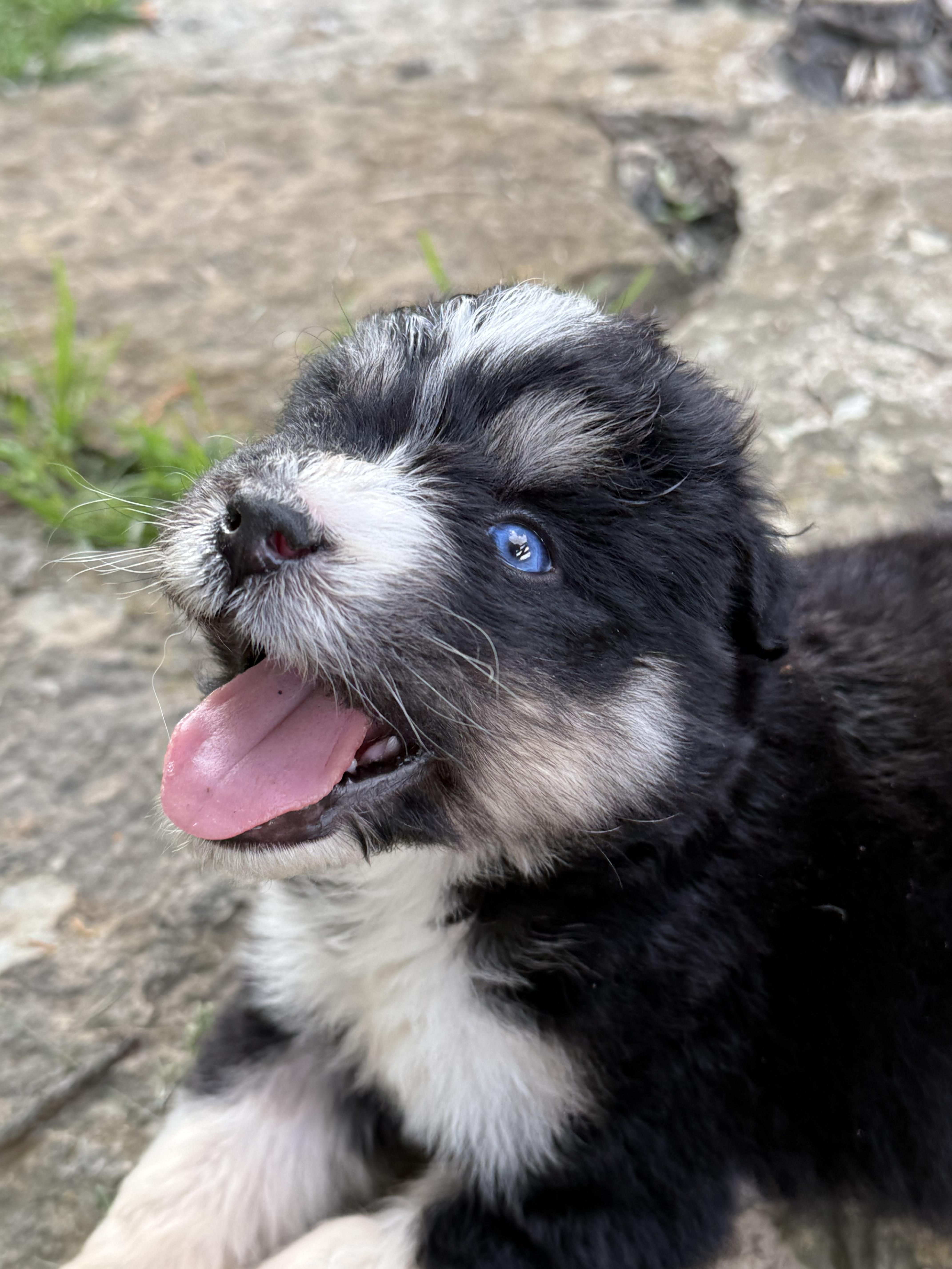Kevin - male K puppy, an adoptable Aussiedoodle, Husky in Cincinnati, OH, 45255 | Photo Image 3