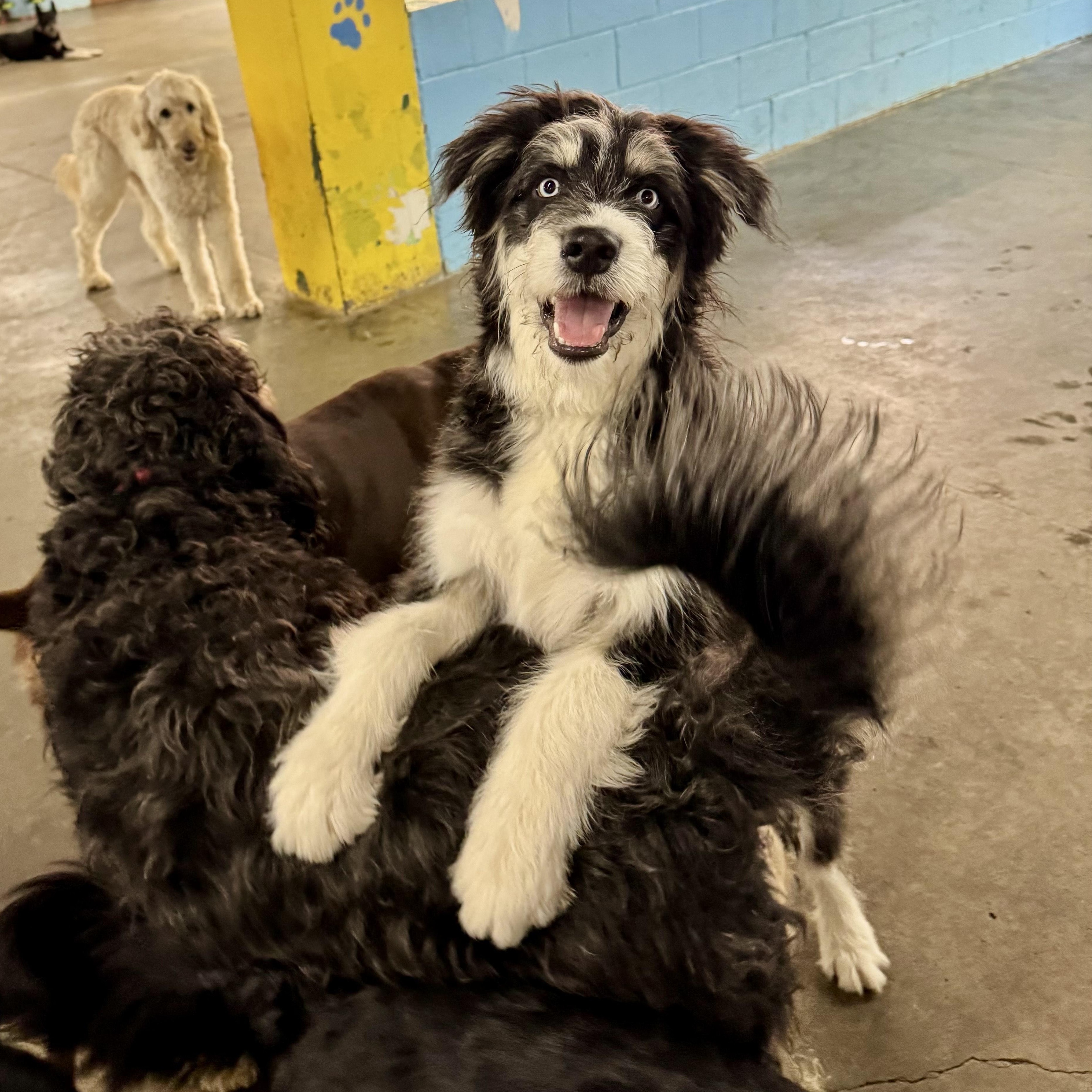 Kevin, a Adoptable mixed breed in Cincinnati, OH image 4/6