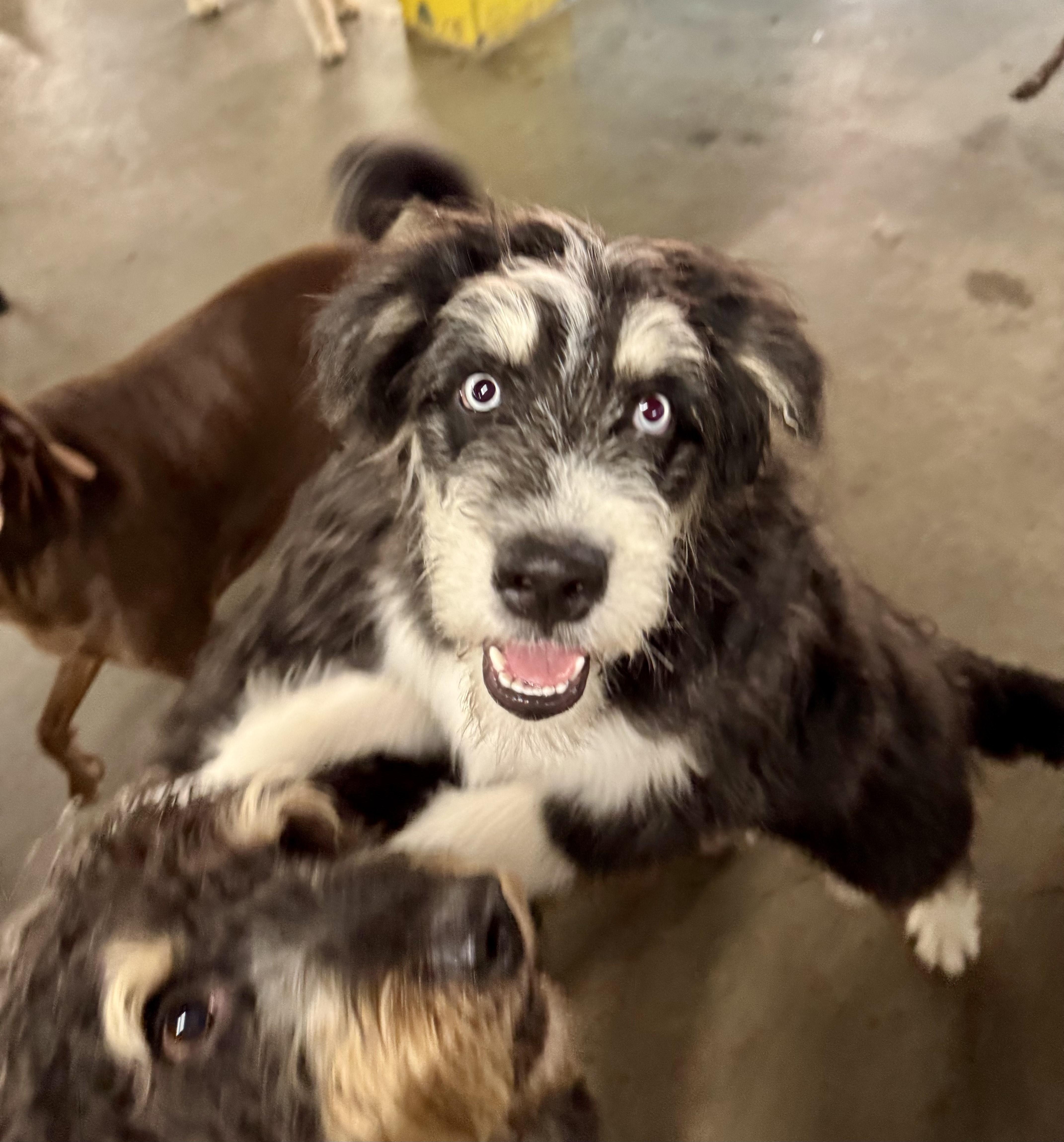 Kevin, a Adoptable mixed breed in Cincinnati, OH image 5/6