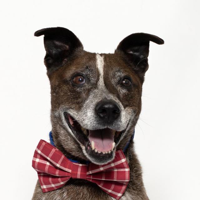 Enlarge PISMO, a Adoptable mixed breed in Santa Maria, CA image 1/1