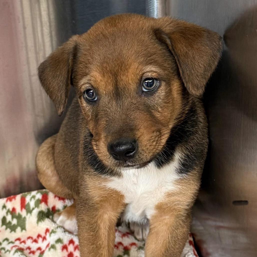 Enlarge Greg, a Adoptable mixed breed in Oxford, ME image 1/2