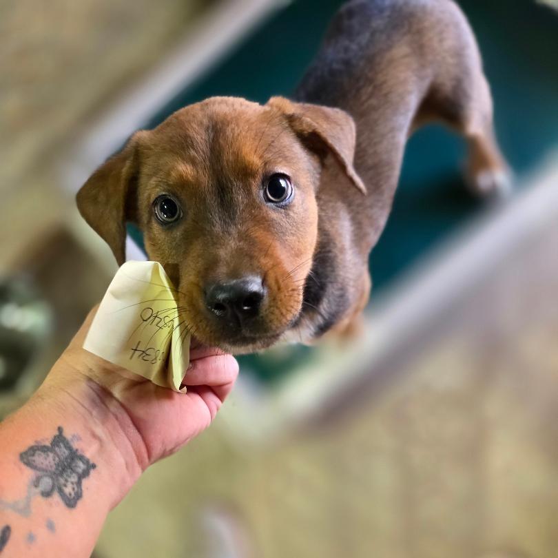 Enlarge Greg, a Adoptable mixed breed in Oxford, ME image 2/2