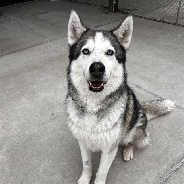 AKELA, Adoptable, Adult Male Siberian Husky.