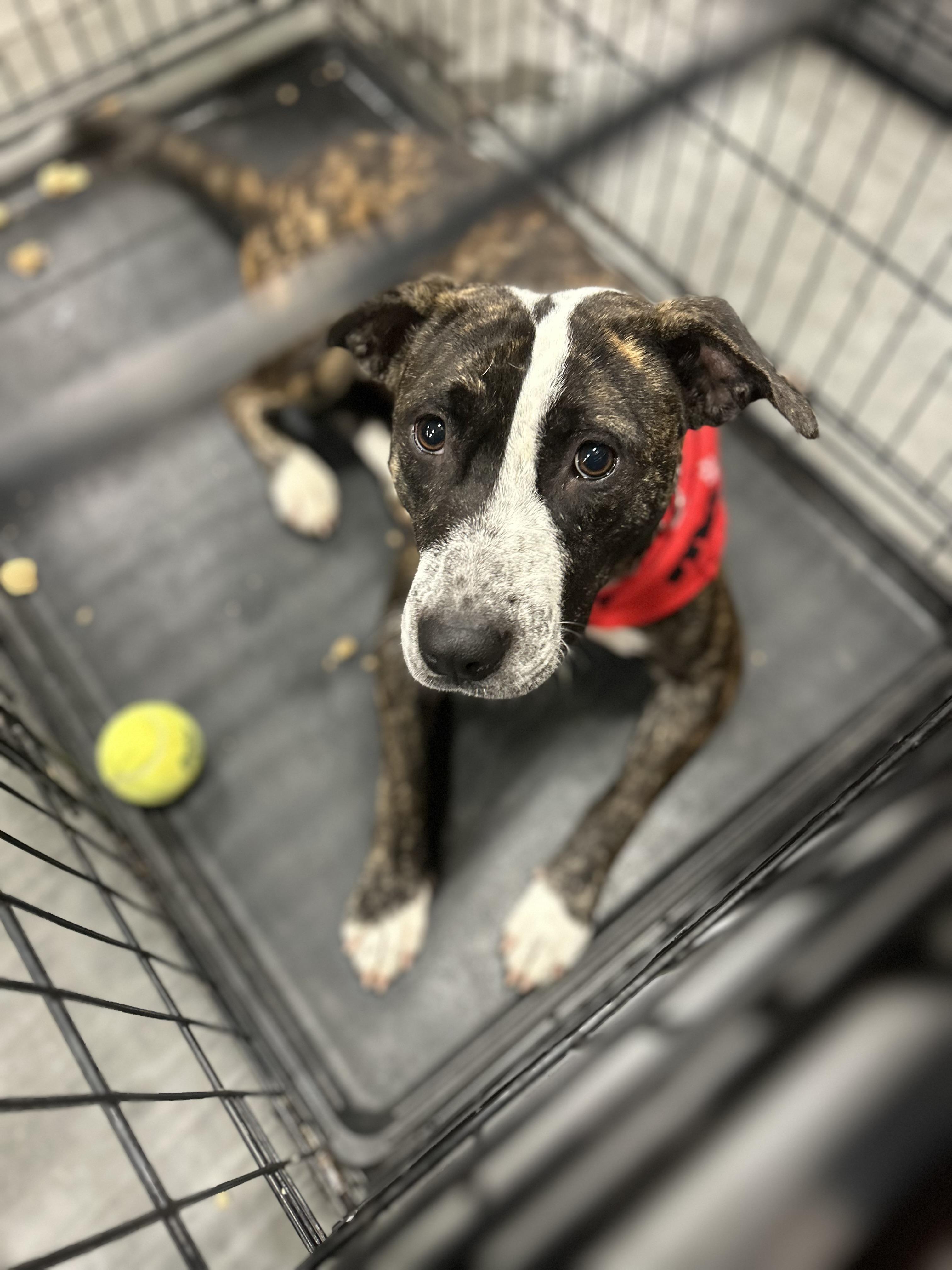 Bubbles * Needs Foster, Adoptable, Adult Female Pit Bull Terrier.