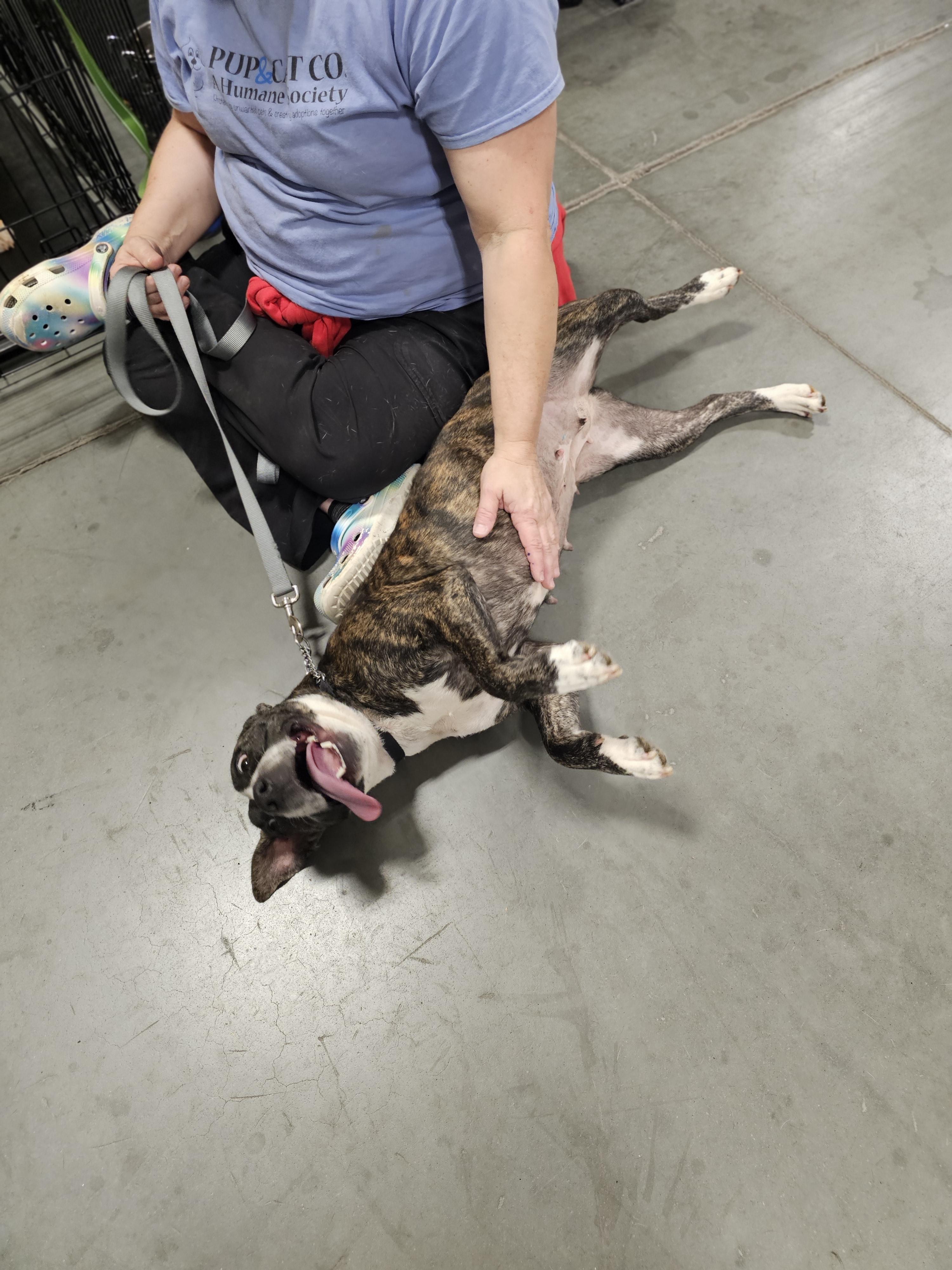 Bubbles * Needs Foster, a Adoptable mixed breed in Winder, GA image 2/4