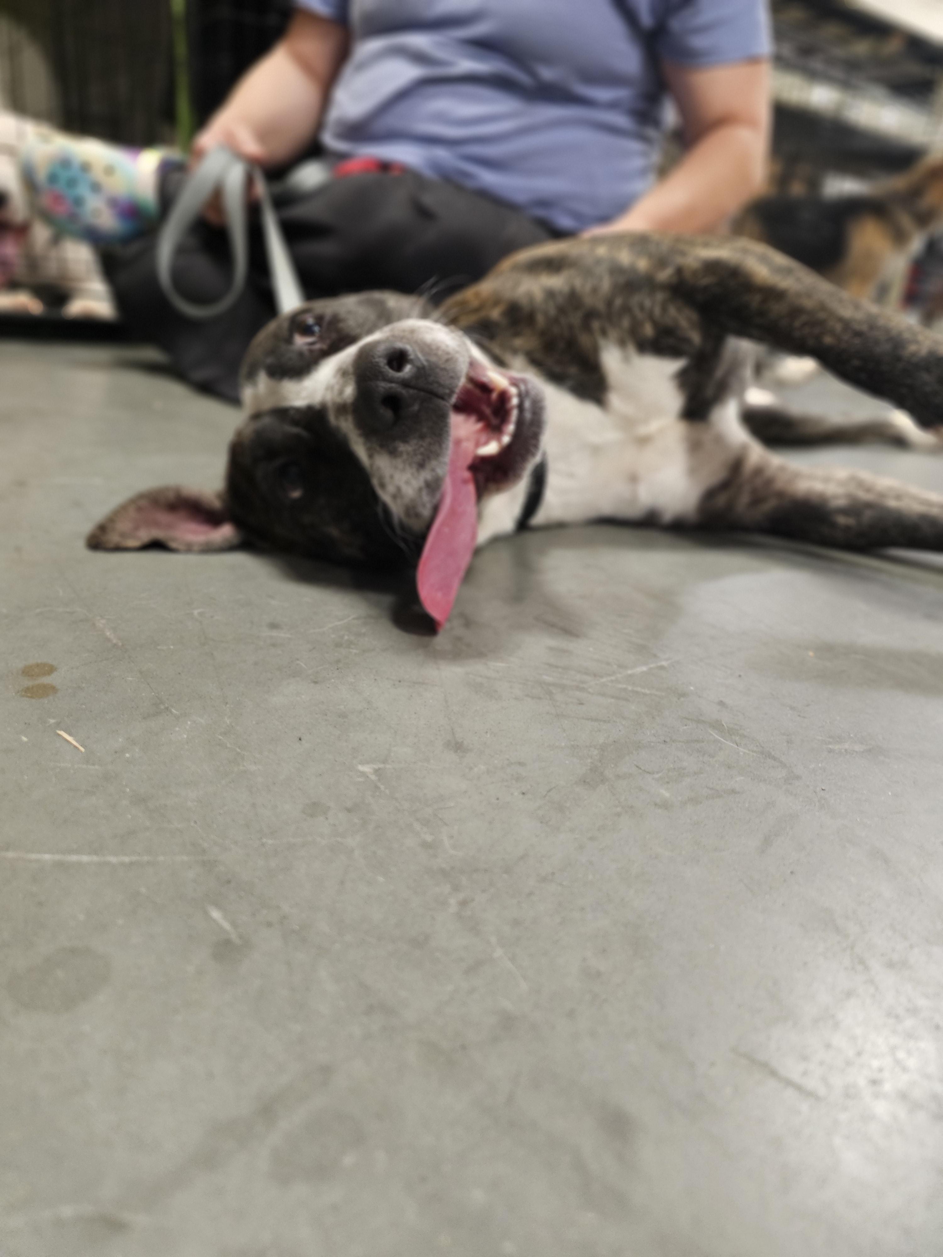 Bubbles * Needs Foster, a Adoptable mixed breed in Winder, GA image 3/4