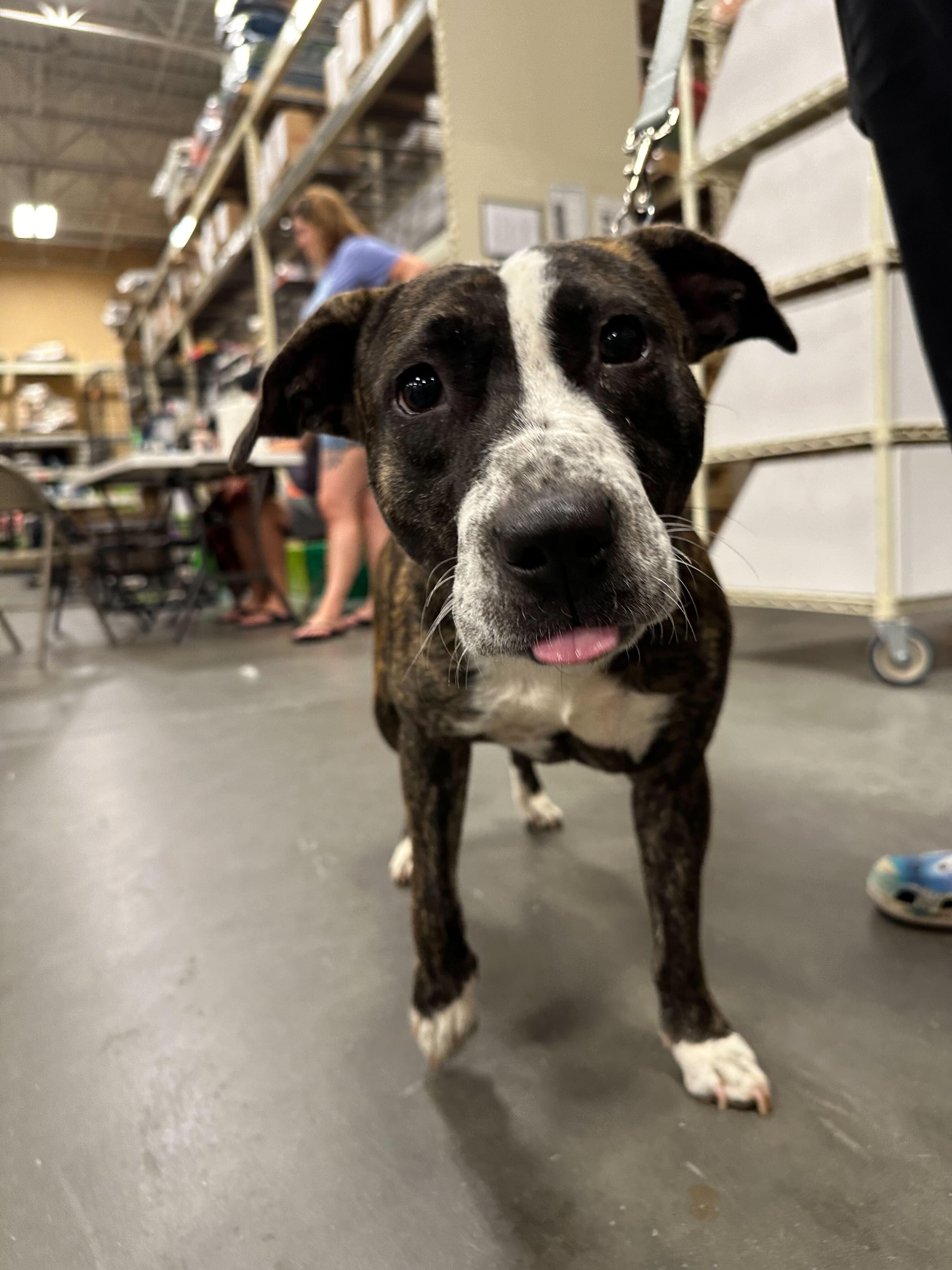 Bubbles * Needs Foster, a Adoptable mixed breed in Winder, GA image 4/4