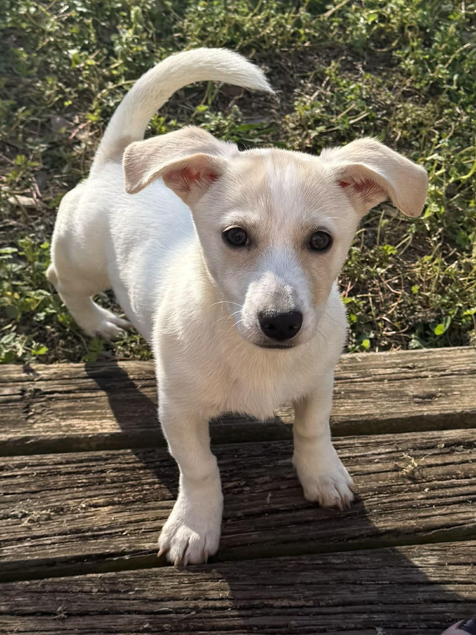 Enlarge Reese, an adopted mixed breed in Smyrna, GA image 1/2