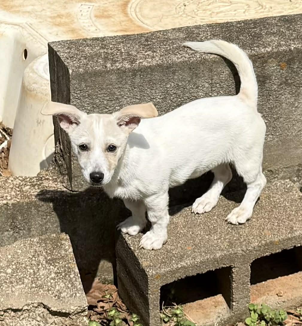 Enlarge Reese, an adopted mixed breed in Smyrna, GA image 2/2