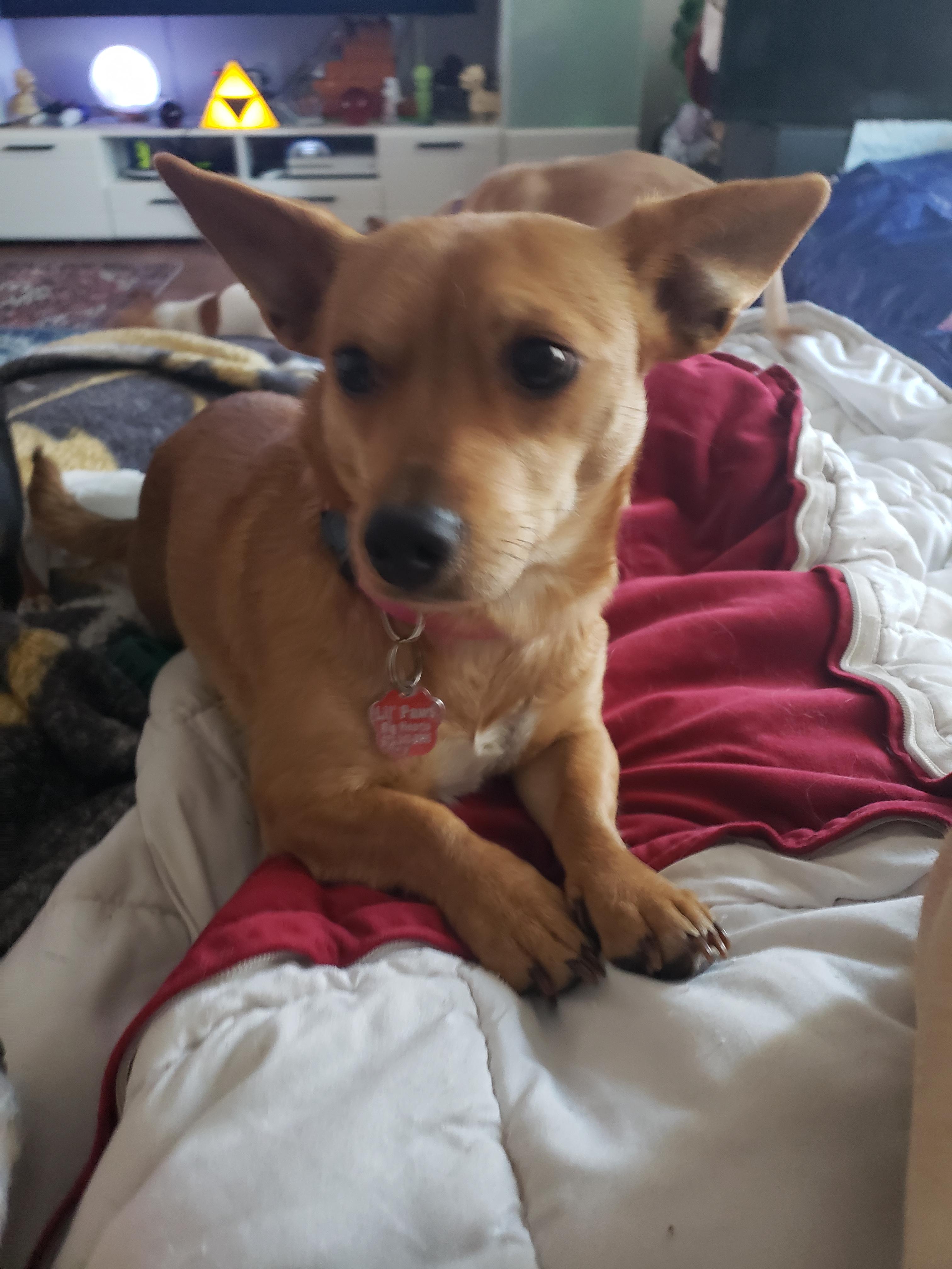 Enlarge Lola, a Adopted mixed breed in Columbia, MO image 3/6