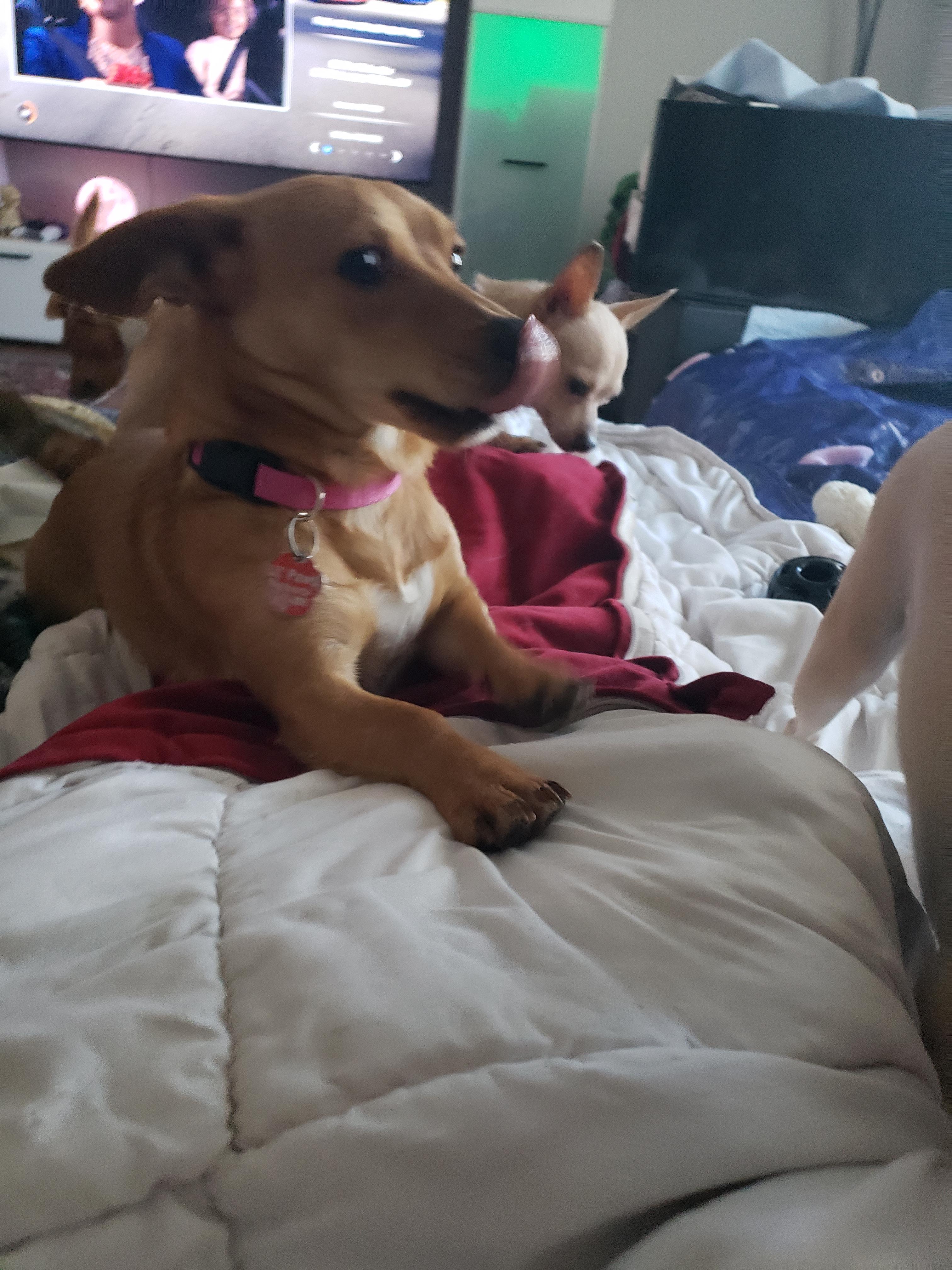 Enlarge Lola, a Adopted mixed breed in Columbia, MO image 5/6
