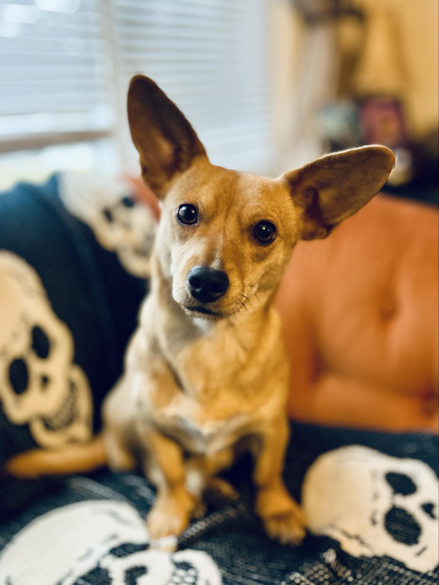 Enlarge Lola, a Adopted mixed breed in Columbia, MO image 6/6