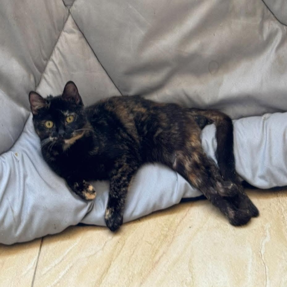 Enlarge KichiZ - Special need, a Adoptable mixed breed in Brampton, ON image 1/3