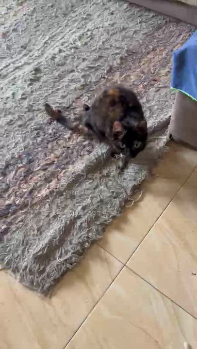 Enlarge KichiZ - Special need, a Adoptable mixed breed in Brampton, ON video 2/3