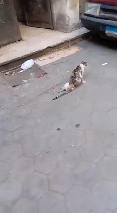 Enlarge KichiZ - Special need, a Adoptable mixed breed in Brampton, ON video 3/3