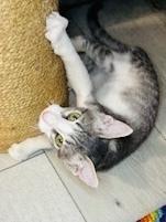 Enlarge Jasper, a Adoptable Tabby in Pinole, CA image 1/5