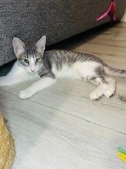 Enlarge Jasper, a Adoptable Tabby in Pinole, CA image 2/5