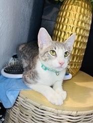 Enlarge Jasper, a Adoptable Tabby in Pinole, CA image 3/5