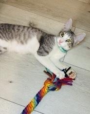 Enlarge Jasper, a Adoptable Tabby in Pinole, CA image 5/5