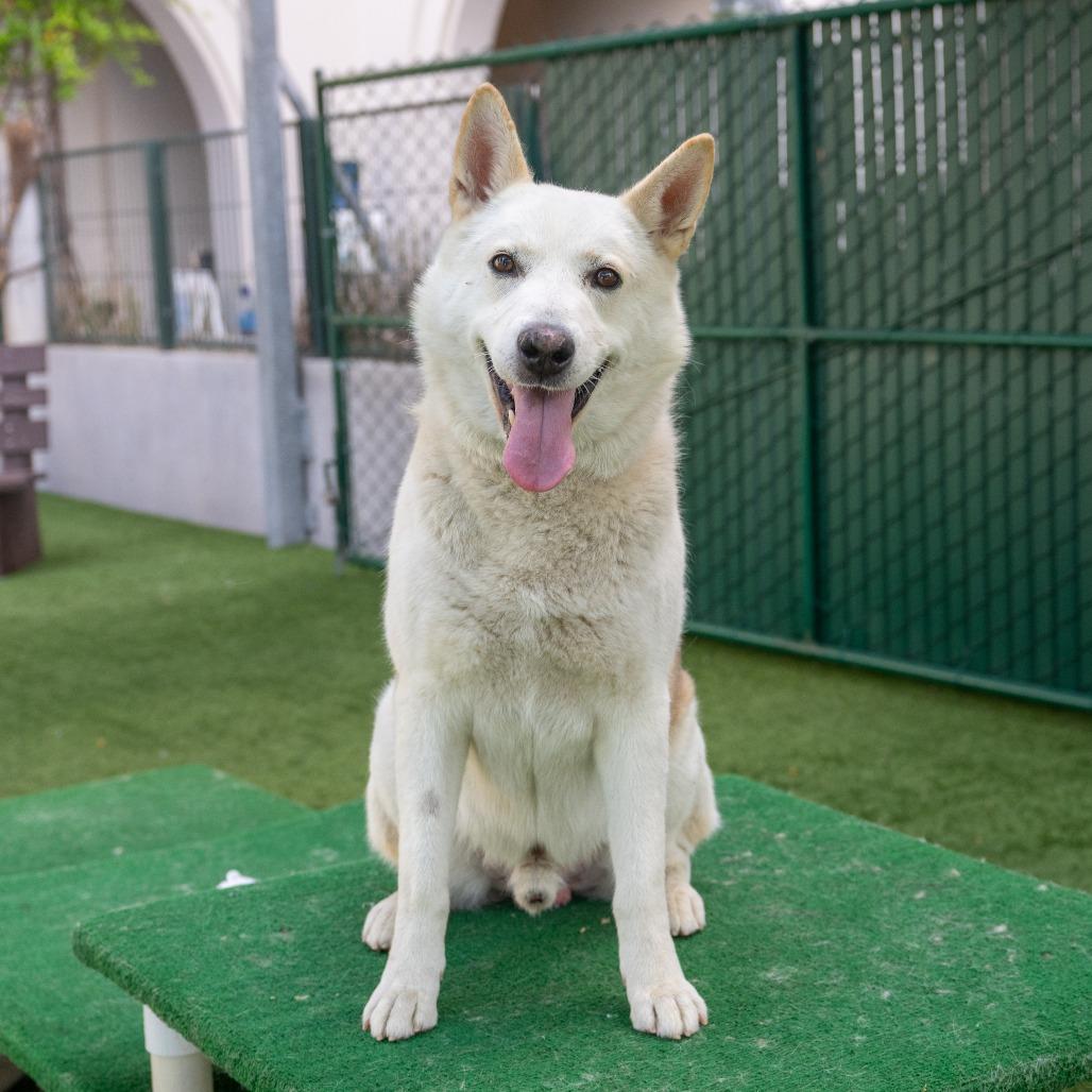 Enlarge Jon Snow, a Adoptable Siberian Husky in Pasadena, CA image 3/6