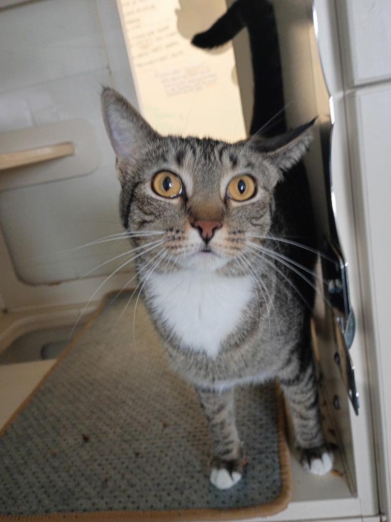 Audrey, Adoptable, Young Female Domestic Short Hair.