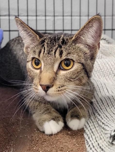 Enlarge Audrey, a Adoptable mixed breed in Muskegon, MI image 2/3