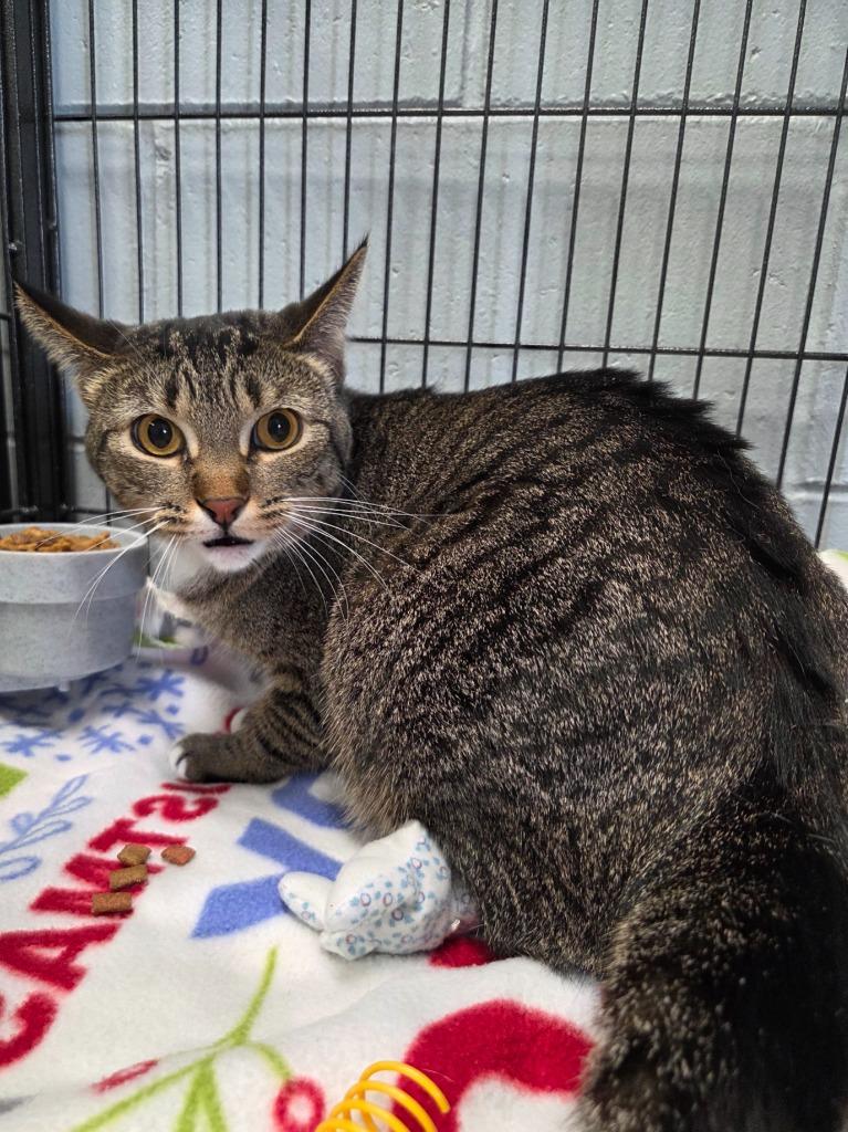 Enlarge Audrey, a Adoptable mixed breed in Muskegon, MI image 3/3