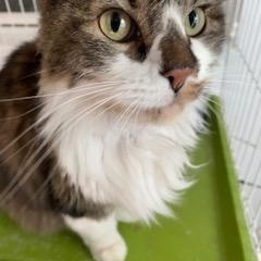 Enlarge 'Benny' Caine Moon, a ADOPTABLE mixed breed in Noble, OK image 2/4