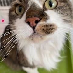 Enlarge 'Benny' Caine Moon, a ADOPTABLE mixed breed in Noble, OK image 1/4