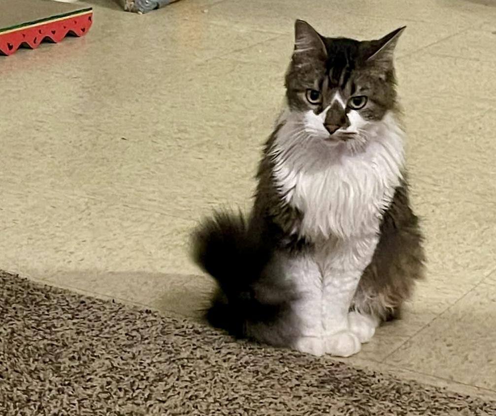 Enlarge 'Benny' Caine Moon, a ADOPTABLE mixed breed in Noble, OK image 3/4