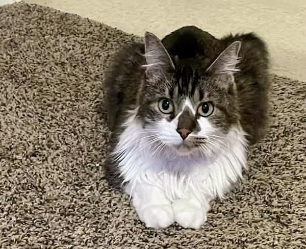 Enlarge 'Benny' Caine Moon, a ADOPTABLE mixed breed in Noble, OK image 4/4