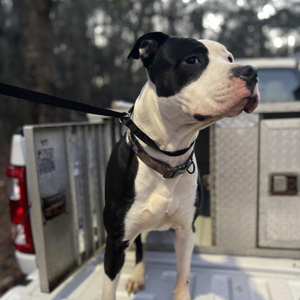 Jack, Adoptable, Adult Male American Bulldog & Mixed Breed.