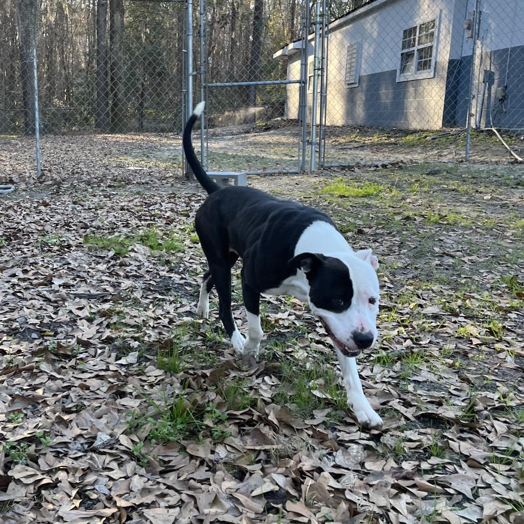 Jack, a Adoptable mixed breed in Richmond Hill, GA image 2/3