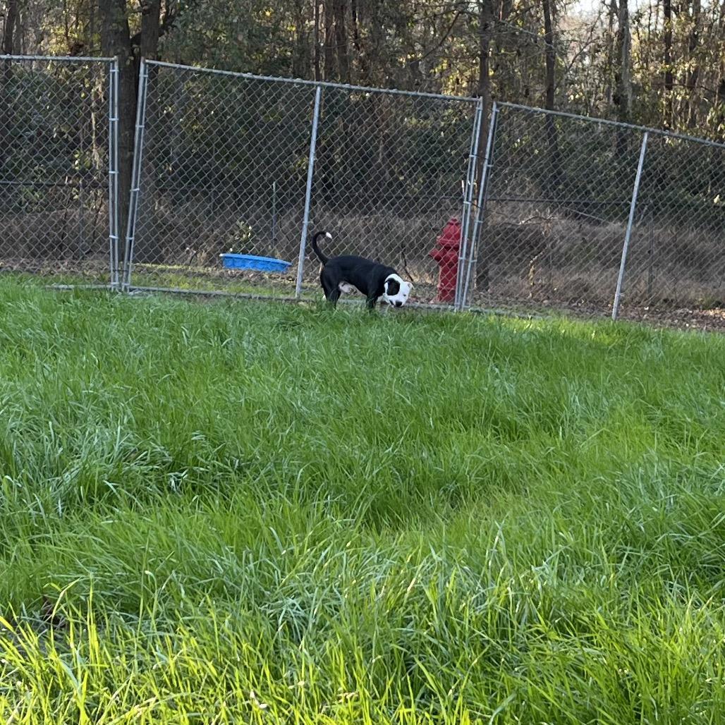 Jack, a Adoptable mixed breed in Richmond Hill, GA image 3/3
