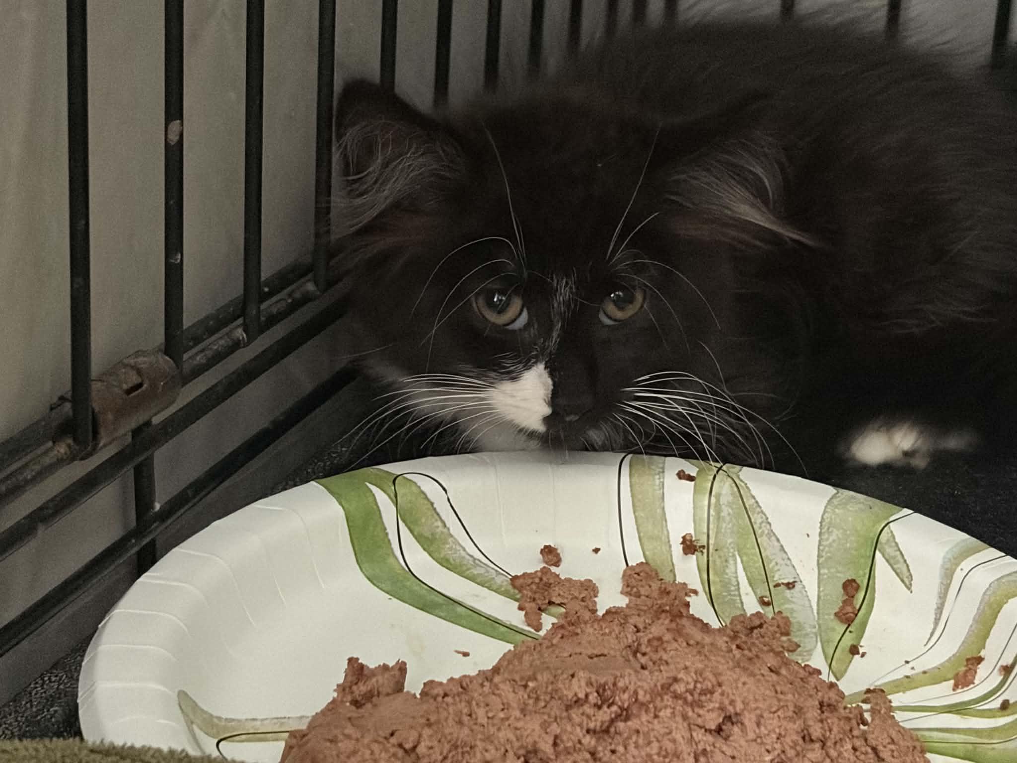 Quinn, Adoptable, Kitten Male Domestic Short Hair.