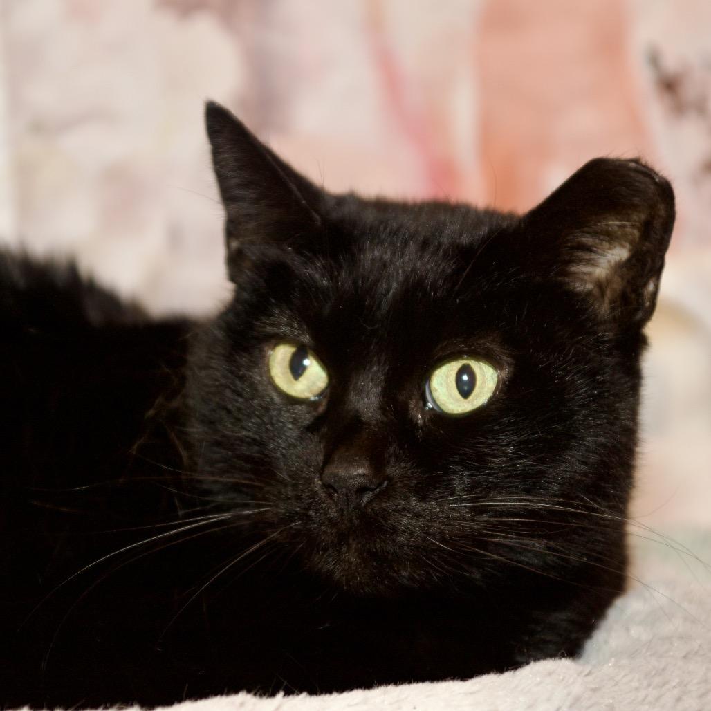 Baby Girl, Adoptable, Adult Female Domestic Short Hair.